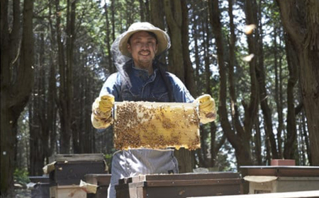 【1種】いずみつアカシア 200g 倒立型 蜜切れ抜群ボトル【1502143】