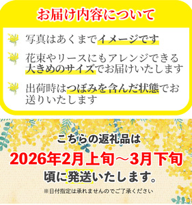 ＜ミモザの季節限定！2月上旬以降発送予定＞箕面産ミモザ切り花(5本) ミモザ 生花 本物 切り花 切り枝 大きい 産地直送 花束 アレンジ リース 素材 材料 お花 季節 旬 イエロー 【m101-03】【ミモザの日inJAPAN推進箕面組織委員会】