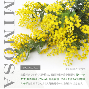 ＜ミモザの季節限定！2月上旬以降発送予定＞箕面産ミモザ切り花(5本) ミモザ 生花 本物 切り花 切り枝 大きい 産地直送 花束 アレンジ リース 素材 材料 お花 季節 旬 イエロー 【m101-03】【ミモザの日inJAPAN推進箕面組織委員会】