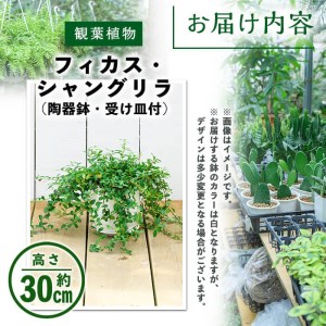 ＜観葉植物＞フィカス･シャングリラ(つる性ガジュマル)(高さ約30cm・巾約60cm、陶器鉢・受け皿付)観葉植物 植物 インテリア 開店祝い 移転祝い おしゃれ 室内 ギフト プレゼント オフィス 陶器鉢 受け皿 つる性ガジュマル 個性【m24-02】【アイエヌエー】