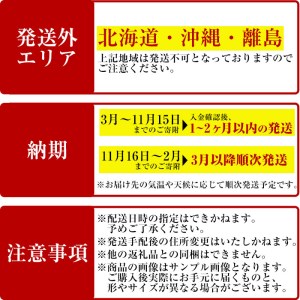 ＜観葉植物＞フィカス･シャングリラ(つる性ガジュマル)(高さ約30cm・巾約60cm、陶器鉢・受け皿付)観葉植物 植物 インテリア 開店祝い 移転祝い おしゃれ 室内 ギフト プレゼント オフィス 陶器鉢 受け皿 つる性ガジュマル 個性【m24-02】【アイエヌエー】