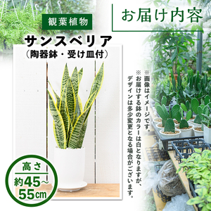 ＜観葉植物＞サンスベリア(4号) (陶器鉢・受け皿付)観葉植物 植物 インテリア 開店祝い 移転祝い おしゃれ 室内 ギフト プレゼント オフィス 陶器鉢 受け皿 玄関 小型 個性【m24-09】【アイエヌエー】