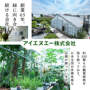 ＜観葉植物＞ガジュマル(4号) (陶器鉢・受け皿付)観葉植物 植物 インテリア 開店祝い 移転祝い おしゃれ 室内 ギフト プレゼント オフィス 陶器鉢 受け皿 玄関 小型 個性【m24-10】【アイエヌエー】