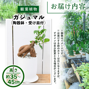 ＜観葉植物＞ガジュマル(4号) (陶器鉢・受け皿付)観葉植物 植物 インテリア 開店祝い 移転祝い おしゃれ 室内 ギフト プレゼント オフィス 陶器鉢 受け皿 玄関 小型 個性【m24-10】【アイエヌエー】