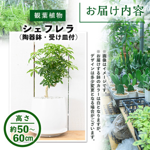 ＜観葉植物＞シェフレラ(6号) (陶器鉢・受け皿付) 観葉植物 植物 インテリア 開店祝い 移転祝い おしゃれ 室内 ギフト プレゼント オフィス 陶器鉢 受け皿 玄関 小型 個性【m24-12】【アイエヌエー】