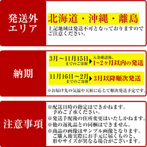 ＜観葉植物＞シェフレラ(6号) (陶器鉢・受け皿付) 観葉植物 植物 インテリア 開店祝い 移転祝い おしゃれ 室内 ギフト プレゼント オフィス 陶器鉢 受け皿 玄関 小型 個性【m24-12】【アイエヌエー】