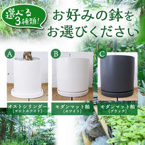 観葉植物＞パキラ(7号) (陶器鉢(モダンマット釉(ホワイト))・受け皿付