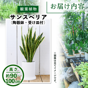 ＜観葉植物＞サンスベリア(7号) (陶器鉢(オストシリンダー(マットホワイト))・受け皿付) 観葉植物 植物 インテリア 開店祝い 移転祝い おしゃれ 室内 ギフト プレゼント オフィス 陶器鉢 受け皿 玄関 小型個性【m24-16-A】【アイエヌエー】