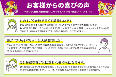 ＜2024年先行予約＞かねおく農園の完熟シャインマスカット 1.2kg以上