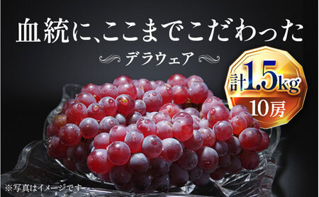 2026年先行予約】苗から厳選 デラウェア1.5kg(10房) 6月下旬～7月中旬 