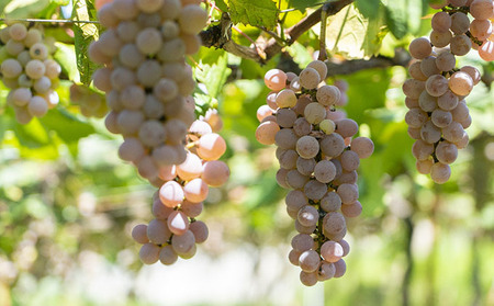 カタシモ ひやしあめ 5本 & ひやしあめ飴 5袋 セット 飲料 大阪名物 濃縮 冷やし飴