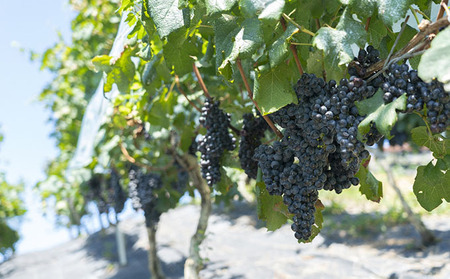 カタシモ ひやしあめ 5本 & ひやしあめ飴 5袋 セット 飲料 大阪名物 濃縮 冷やし飴