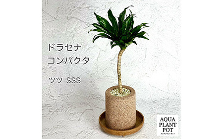 No.809 アクアプラントポット筒－SSS鉢植えドラセナコンパクタ | 大阪