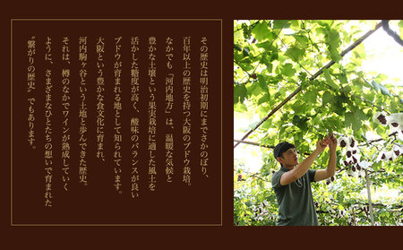 金徳葡萄酒 飲み比べセット マスカットベリーA デラウエア メルロ シャルドネ カベルネソーヴィニヨン ロゼ 各750ml×1本 計6本 株式会社河内ワイン《30日以内に出荷予定(土日祝除く)》