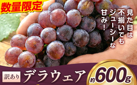 【2026年先行予約】デラウェア ぶどう 訳あり ご家庭用 約600g《2026年7月上旬-8月上旬頃出荷》大阪府 羽曳野市 送料無料 ブドウ 葡萄 フルーツ 果物 羽曳野市産 一大産地 青果 お取り寄せフルーツ