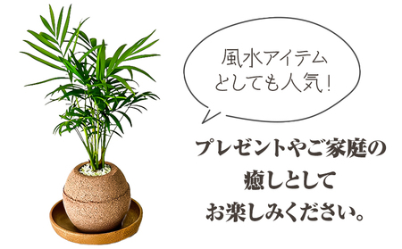 No 233 アクアプラントポット玉 S鉢植えテーブルヤシ 大阪府羽曳野市 ふるさと納税サイト ふるなび