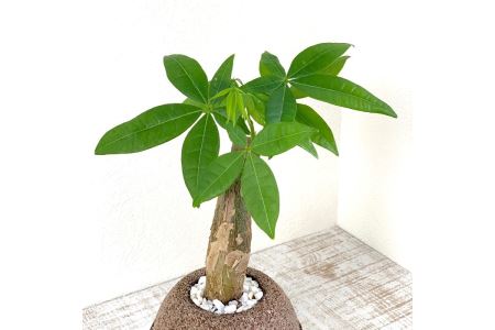 No 229 アクアプラントポット玉 S鉢植えパキラ 大阪府羽曳野市 ふるさと納税サイト ふるなび