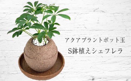 No 231 アクアプラントポット玉 S鉢植えシェフレラ 大阪府羽曳野市 ふるさと納税サイト ふるなび