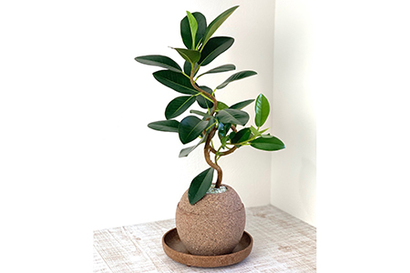 アクアプラントポット玉-M鉢植えフランスゴムの木