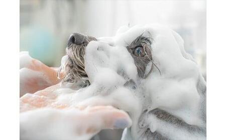 UONLY　ペットサロンチケット　1,000円×10枚【 ペット サロン ペット サロン ペット サロン ペット サロン ペット サロン ペット 】