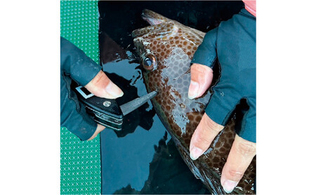 津本式計測マルチ絞め具