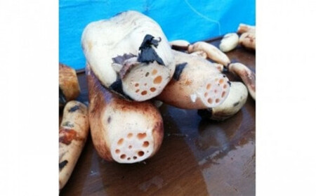 門真れんこん 2.0kg れんこん