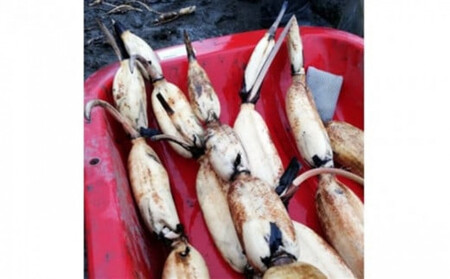 門真れんこん 2.0kg れんこん