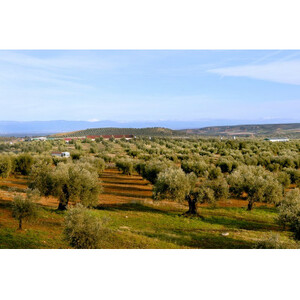 【180g×12本】毎日のオリーブ油(エクストラバージンオリーブオイル)_調味料 オリーブオイル 食用油 _【1620107】