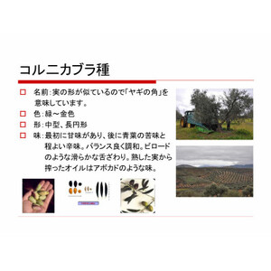 【180g×12本】毎日のオリーブ油(エクストラバージンオリーブオイル)_調味料 オリーブオイル 食用油 _【1620107】