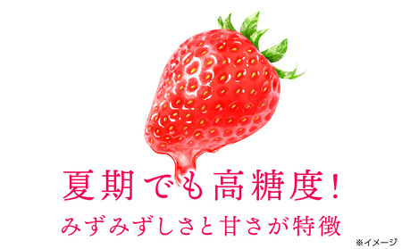 【2024年7月以降発送】フルーツ 果物 いちご 高設栽培 冷蔵 紅カムイ 800g 200g×4パック お菓子作り 希少 苺 イチゴ 先行予約