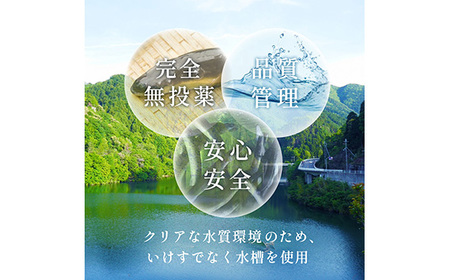 No.281 【鰻セレブ】鰻の白焼　2尾