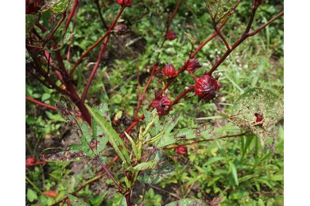 No.107 美容に嬉しい鮮やかハイビスカスティーセット