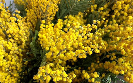 No.180 毎年人気!春を運んでくるユーカリとミモザのスワッグ