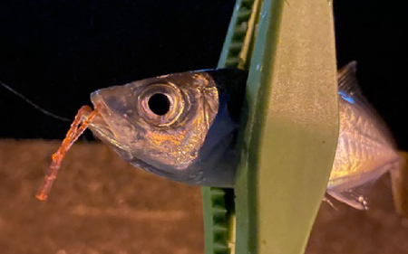 きしめんワーム　5色セット