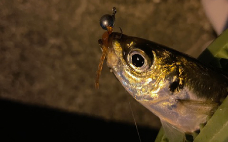 きしめんワーム　5色セット