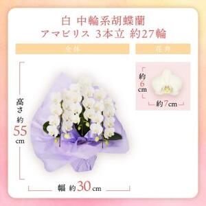 胡蝶蘭 白中輪アマビリス3本立 27輪【008D-002】