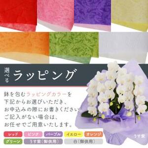 胡蝶蘭 白中輪アマビリス3本立 27輪【008D-002】