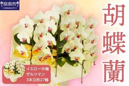 胡蝶蘭 イエロー中輪ザルツマン3本立 27輪【008C-005】