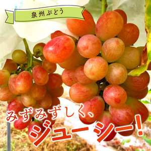 泉州ぶどう 太陽の甘みたっぷりサニードルチェ【065D-018】