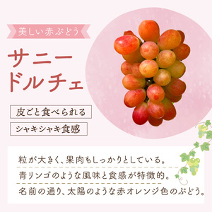 泉州ぶどう 太陽の甘みたっぷりサニードルチェ【065D-018】