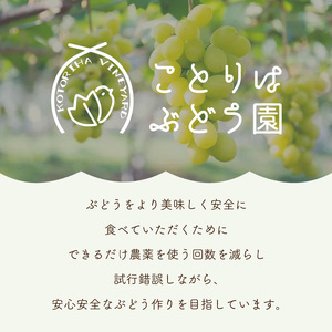 泉州ぶどう 太陽の甘みたっぷりサニードルチェ【065D-018】