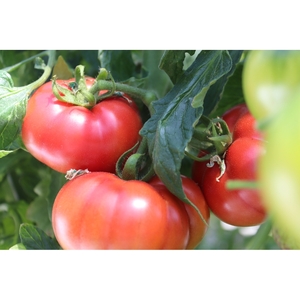 【糖度9度以上】うま味たっぷり こだわりのフルーツトマトB 1kg【配送不可地域：北海道・沖縄・離島】【093E-001】