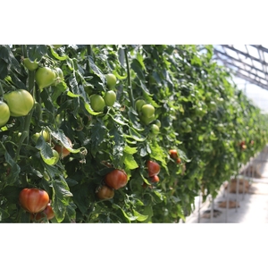 【糖度8度以上】うま味たっぷり こだわりのフルーツトマトC 1kg【093E-002】