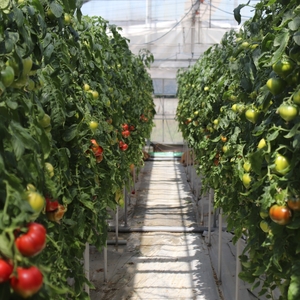 【糖度8度以上】うま味たっぷり こだわりのフルーツトマトC 1kg【093E-002】