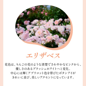 【イングリッシュローズ】デビッド・オースチン エリザベス 6L鉢苗(バラ専用肥料付)【025D-015】