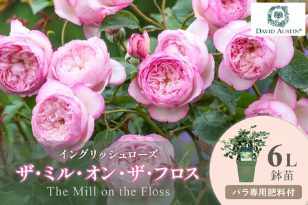 【イングリッシュローズ】デビッド・オースチン ザ・ミル・オン・ザ・フロス 6L鉢苗（バラ専用肥料付）【025D-020】