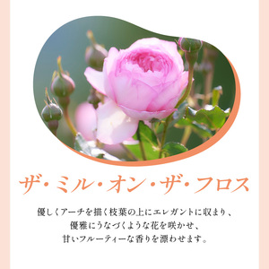 【イングリッシュローズ】デビッド・オースチン ザ・ミル・オン・ザ・フロス 6L鉢苗（バラ専用肥料付）【025D-020】