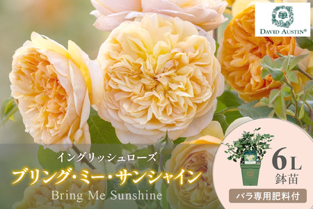 【イングリッシュローズ】デビッド・オースチン ブリング・ミー・サンシャイン6L 鉢苗（バラ専用肥料付）【025D-024】