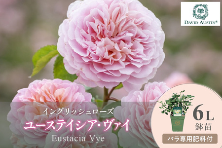【イングリッシュローズ】デビッド・オースチン ユーステイシア・ヴァイ 6L鉢苗（バラ専用肥料付）【025D-025】