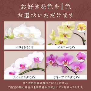 ミディ胡蝶蘭 2本立【配送不可地域：北海道・沖縄・離島】【008C-007】